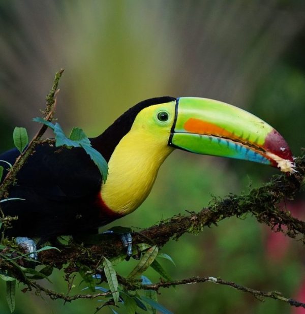 A natureza da Costa Rica