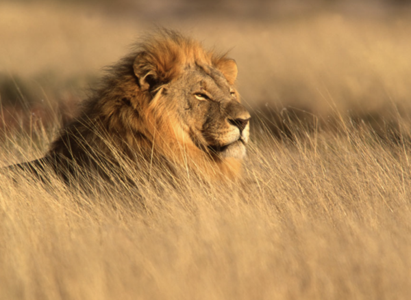 Imagem: Captura de Tela 2025-02-20 às 17.46.36