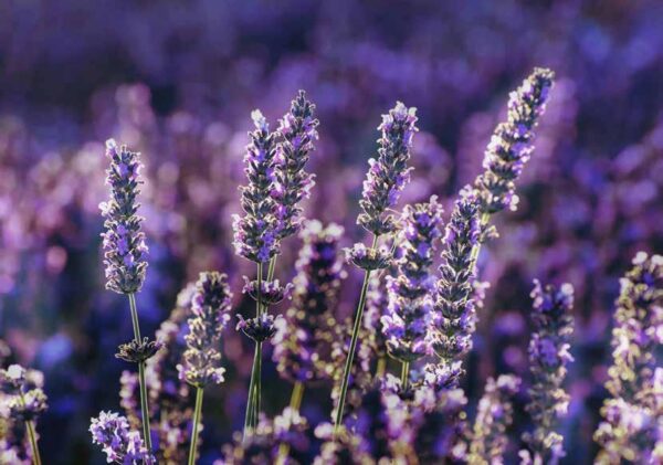 Imagem destaque: Sul da França | Saída 23/06/2026