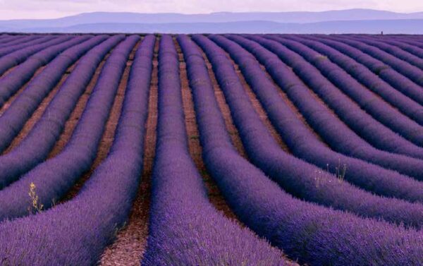 Imagem: franca_page8_img2